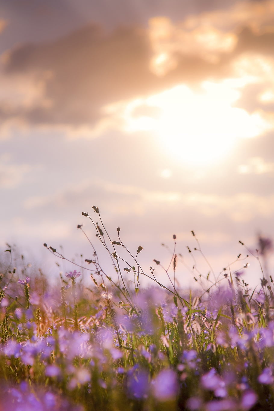 flowers-ipad-wallpaper-sky-background-plants-lock-screen-wallpaper-sunset-meadow-grass-grassland-phone-wallpaper.jpg flowers-ipad-wallpaper-sky-background-plants-lock-screen-wallpaper-sunset-meadow-grass-grassland-phone-wallpaper.jpg