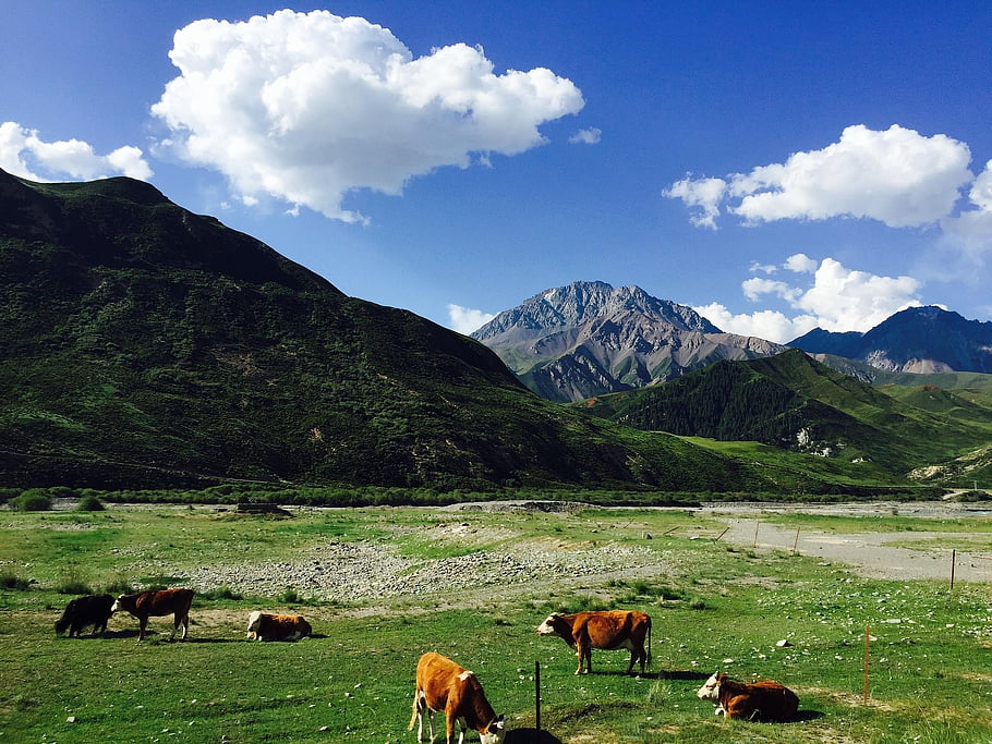 mountains-landscape-nature-cows-livestock-grassland-scenic-scenery-风景-山脉.jpg mountains-landscape-nature-cows-livestock-grassland-scenic-scenery-风景-山脉.jpg