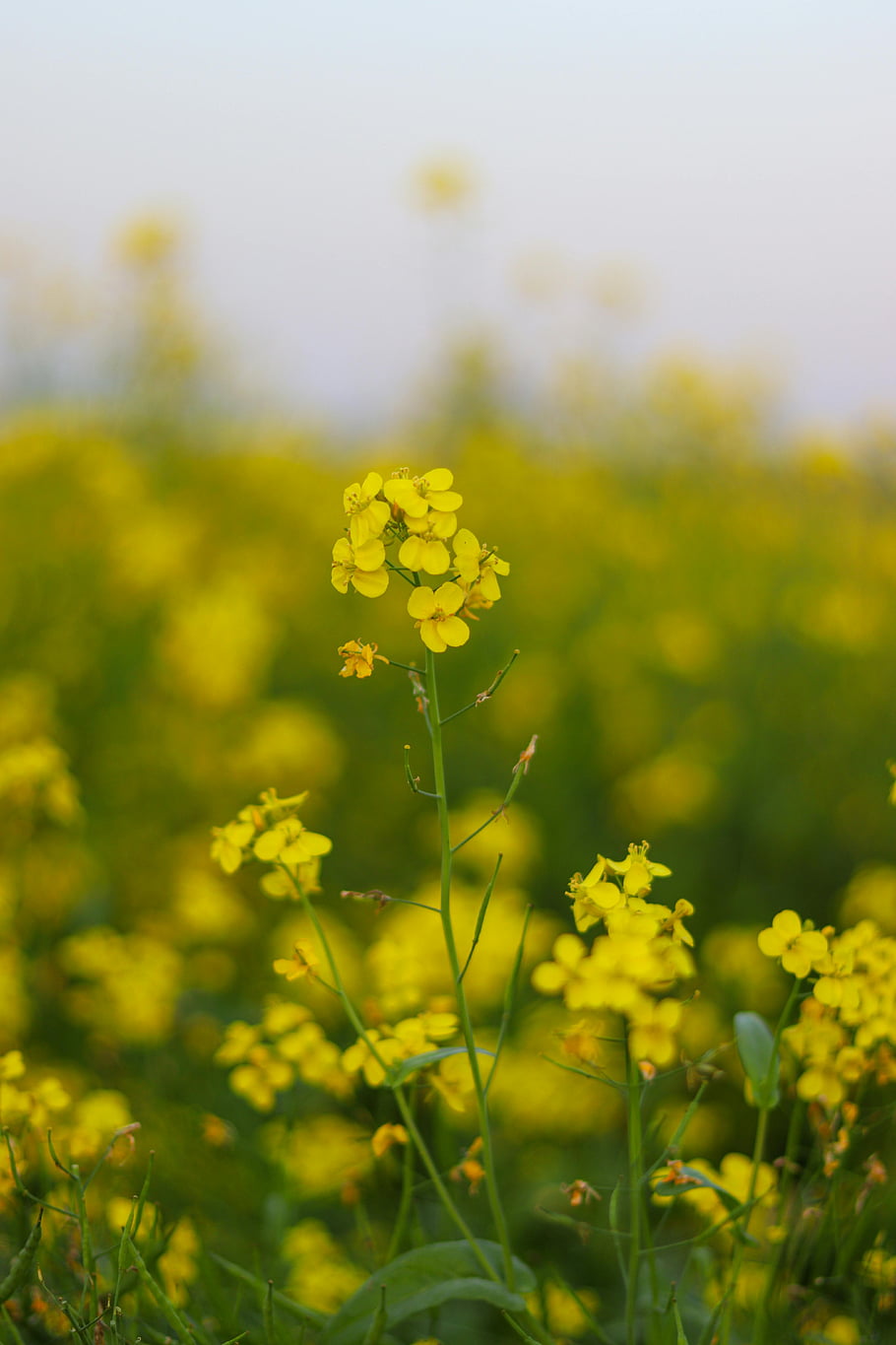 yellow-flowers-field-vibrant-yellow-mustard-flowers-rural-field-jamalpur-bangladesh-stunning-view-natural-beauty-floral-landscape.jpg