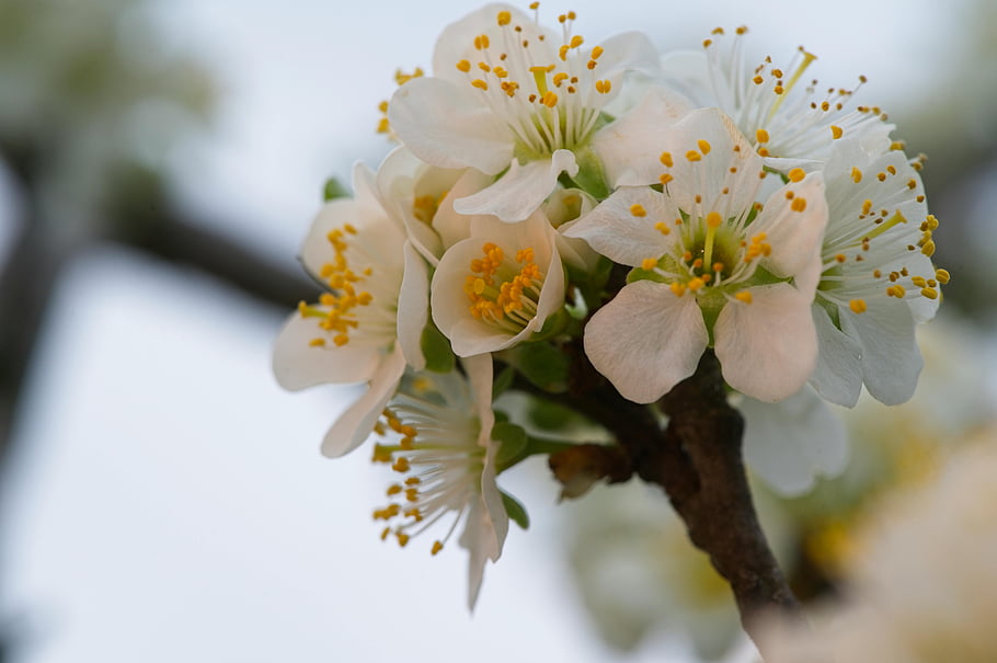 white-cherry-blossom-close-up-photography-white-plum-blossoms-yellow-stamens-spring-flowers-detailed-view-branch-flowers-spring-season-floral-photography-white-flowers.jpg