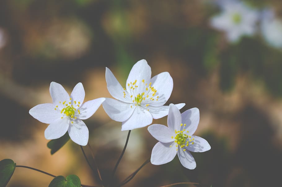 flowers-wild-spring-white-petals-nature.jpg