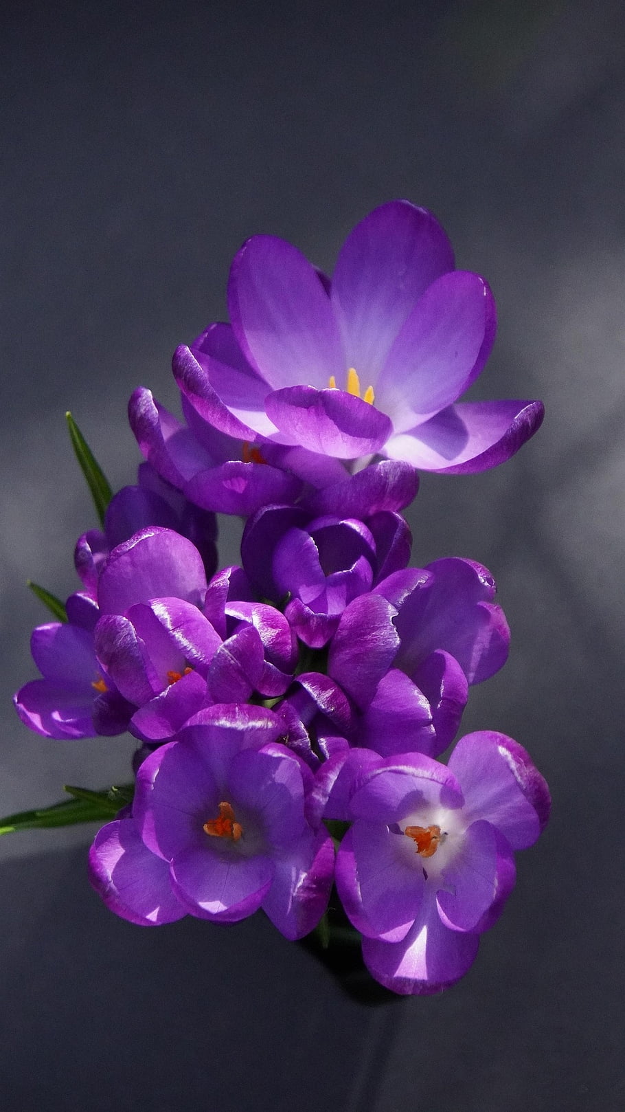 flowers-crocuses-petals-spring-early-bloomer-purple-colorful-art-blossoms-bloom.jpg